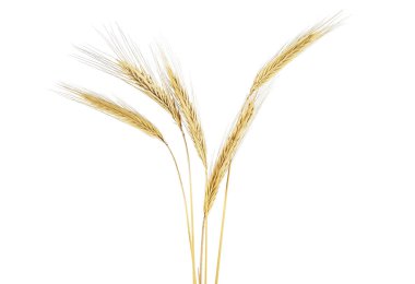 Beyaz bir arka plan üzerinde izole çavdar kulakları