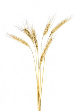 Spike Rye beyaz bir arka plan üzerinde