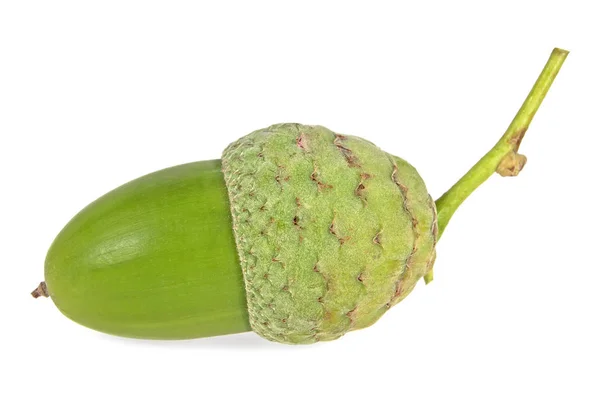 Green acorn isolated on white background — Stock Photo, Image