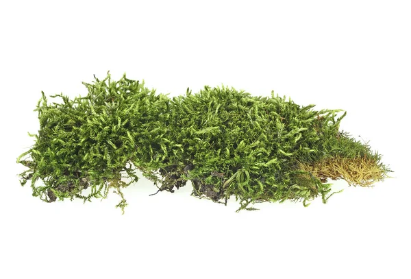 Moss geïsoleerd op een witte achtergrond, close-up — Stockfoto