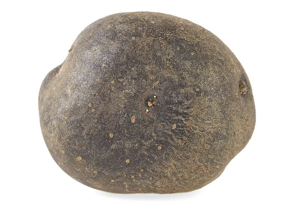 Один vitelotte картофель изолирован на белом фоне — стоковое фото