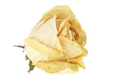 Kurutulmuş beyaz beyaz arka plan üzerinde yükseldi. Solmuş gül.