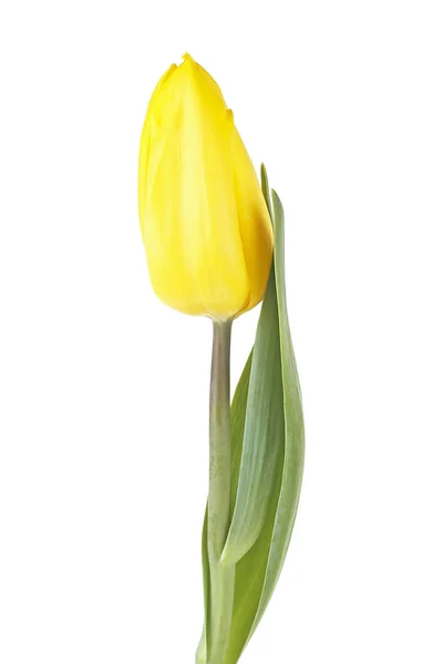 Tulipe jaune isolée sur fond blanc — Photo