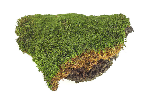 Green moss isolated on white background, closeup
