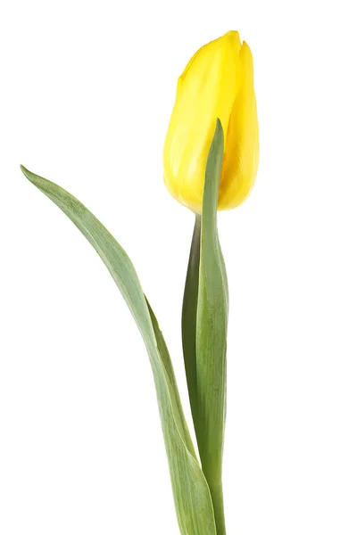 Une tulipe jaune isolée sur fond blanc — Photo