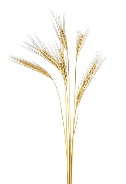ライ麦は、白い背景で隔離の耳 — ストック写真