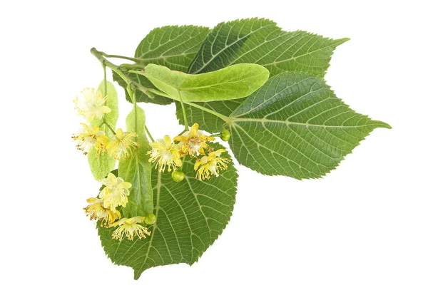 Foliage and flowers of linden isolated on a white background — Stock Photo, Image