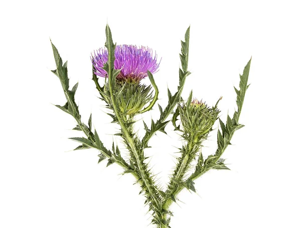 Thistle flower isolated on white background — Stock Photo, Image