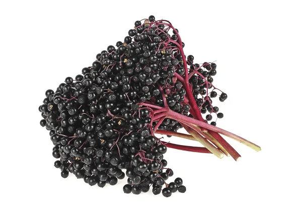 Elderberry branches isolated on a white background — Stock Photo, Image