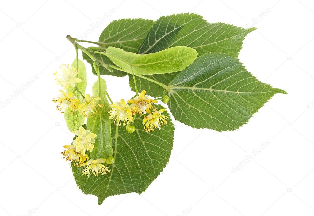 Foliage and flowers of linden isolated on a white background