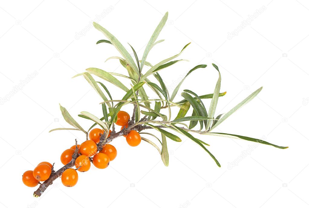 Sea buckthorn isolated on a white background