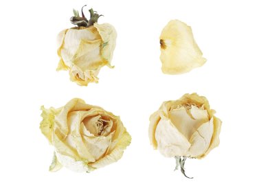 Beyaz arka plan üzerinde izole kuru beyaz gül goncası. Koleksiyonu.