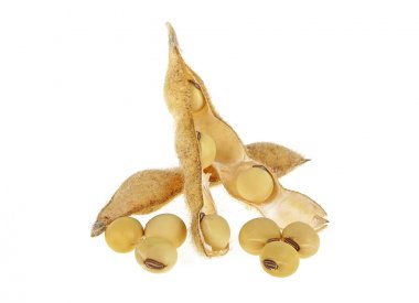 Beyaz arka plan üzerinde izole soya bakla. Soya - protein bitki 