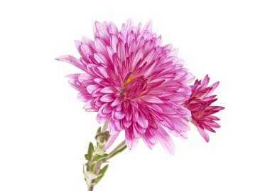 Güzel kasımpatı çiçeği beyaz arka planda izole edilmiş.