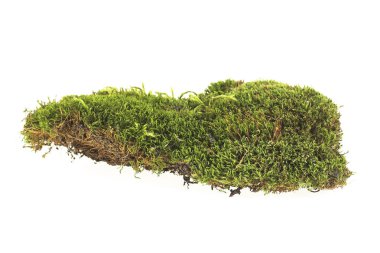 Beyaz arkaplanda yosun izole edildi