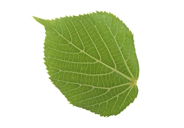 Hoja de tilo aislada sobre fondo blanco — Foto de Stock