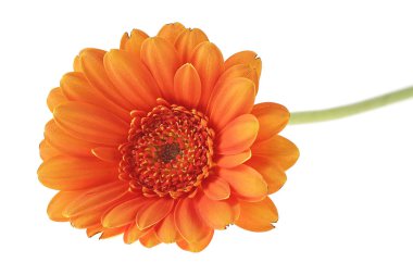 Beyaz arkaplanda turuncu gerbera çiçeği