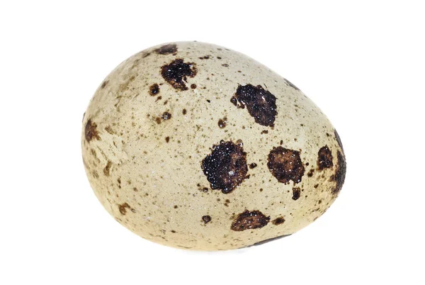 Un œuf de caille isolé sur un fond blanc — Photo