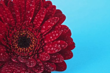 Su damlaları mavi zemin üzerine kırmızı gerbera çiçek