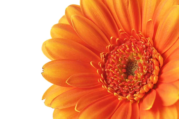 Oranje gerbera bloem op een witte achtergrond — Stockfoto