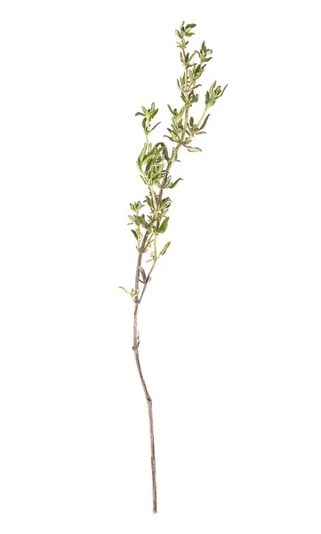 Thyme sprig isolated on a white background — Stock Photo, Image