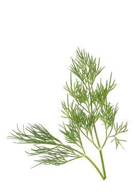 Metin için yer beyaz zemin üzerine taze dereotu. Üstten Görünüm.