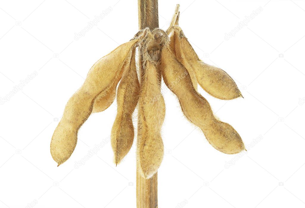 Soybean plant isolated on a white background