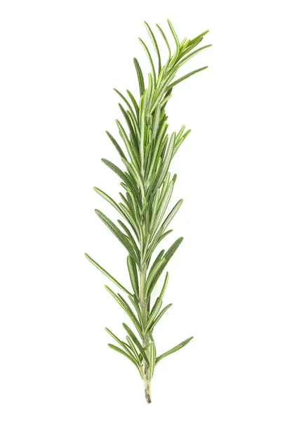 Twig of rosemary on a white background — Stock Photo, Image