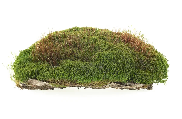 Moss isolated on white background — Stock Photo, Image