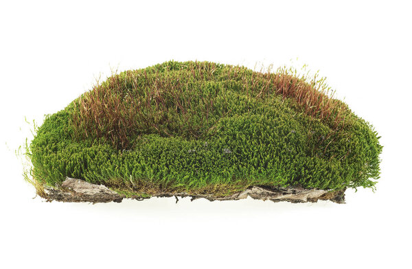 Moss isolated on white background