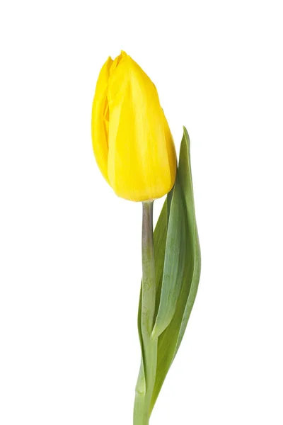 Fleur de tulipe jaune sur une tige avec des feuilles isolées sur le dos blanc — Photo