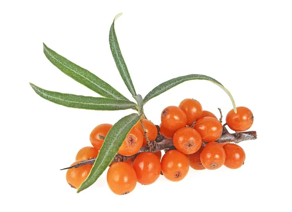 Cabang berry buckthorn laut dengan daun terisolasi di backg putih — Stok Foto