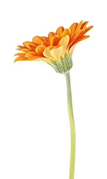 Pomarańczowy gerbera kwiat izolowany na białym tle — Zdjęcie stockowe