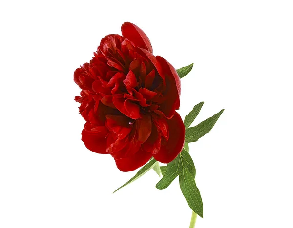 Red peony isolated on a white background — Stock Photo, Image