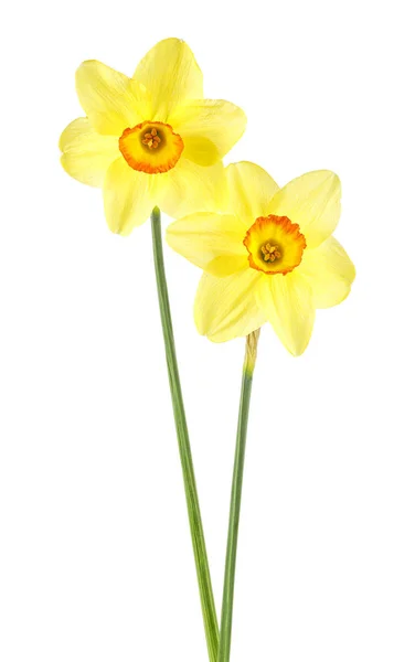 Dos flores narcisas aisladas sobre fondo blanco. Narcis amarillo —  Fotos de Stock