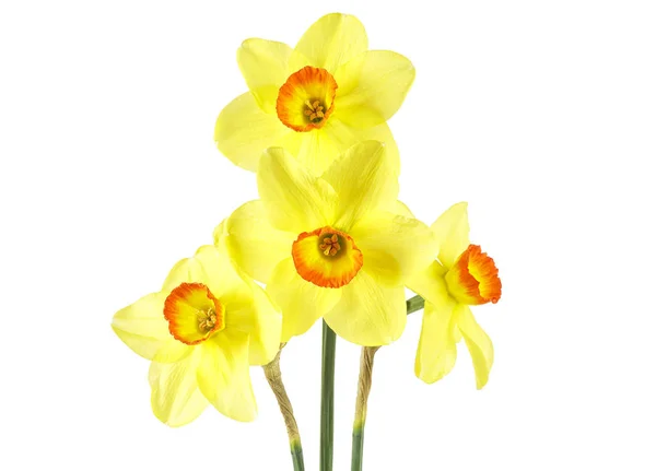 Gelbe Narzissenblüten isoliert auf weißem Hintergrund — Stockfoto