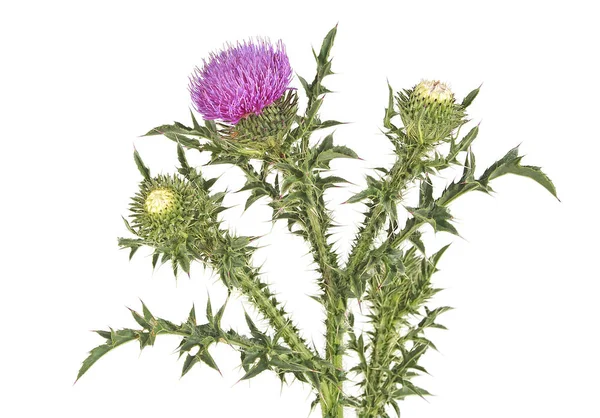 Thistle op een witte achtergrond — Stockfoto