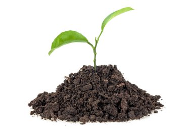 Genç bitki toprak humus beyaz bir arka plan üzerinde narenciye meyve