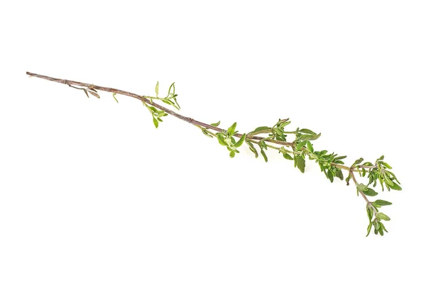 Thyme свежая трава изолированы на белом фоне — стоковое фото