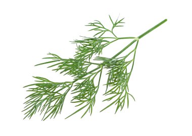 Beyaz zemin üzerine yeşil dereotu fışkın