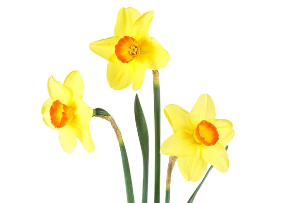 Bouquet of three yellow narcissus flowers with green leaves, whi — Stock Photo, Image