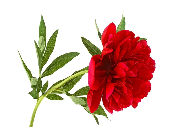 Flor peônia vermelha com folhas sobre fundo branco — Fotografia de Stock