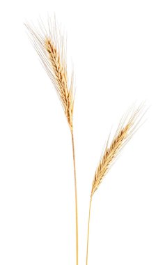 beyaz zemin üzerinde bir Rye kulak