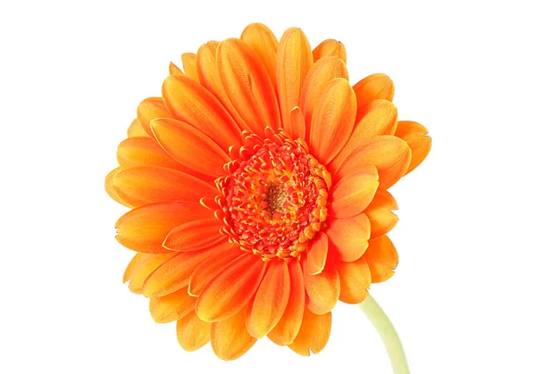 Fiore di gerbera arancione isolato su sfondo bianco — Foto Stock
