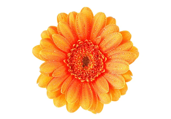 Beyaz arka plan üzerinde izole turuncu gerbera çiçek. Gerbera akışı — Stok fotoğraf