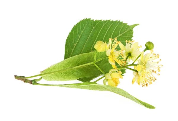 Taze çiçekler ve ıhlamur yaprakları beyaz arka planda izole edilmiş.