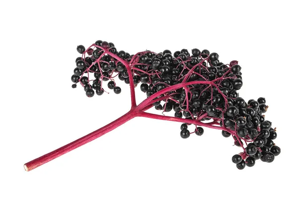 Elderberry twig with fruit on a white background — Stock Photo, Image