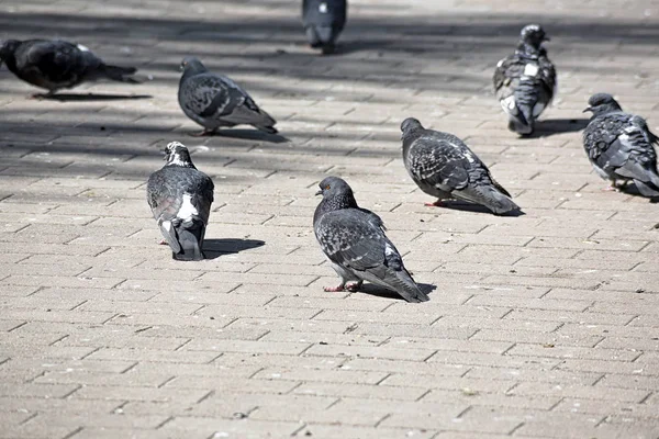 Dove in park. Flock of pigeons on the pavement. — Stock Photo, Image