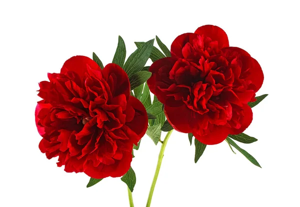 Δύο κόκκινα peony λουλούδια με φύλλο σε λευκό φόντο — Φωτογραφία Αρχείου