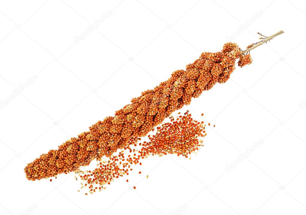 Twig of red millet on a white background. Top view.